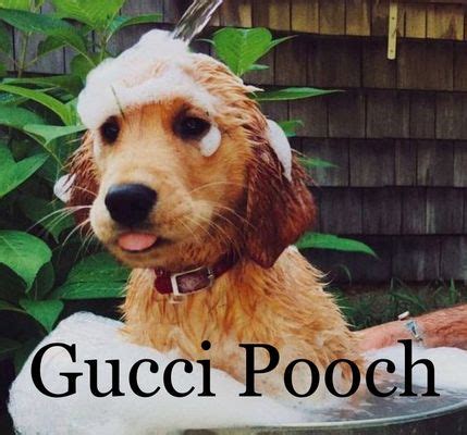 gucci pooch boise|gucci pooch price.